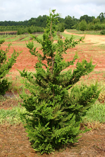 Chamaecyparis obtusa