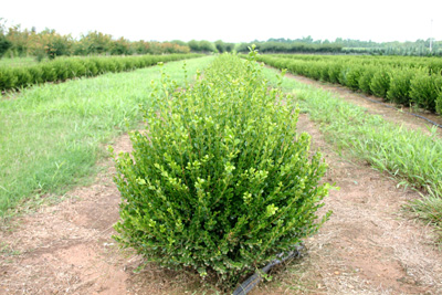 Buxus microphylla