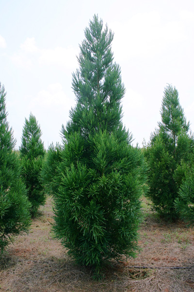 Cryptomeria japonica