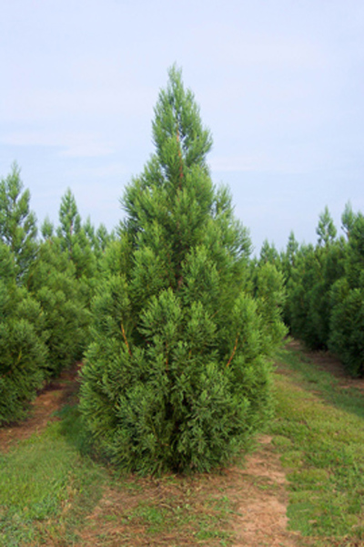 Cryptomeria japonica