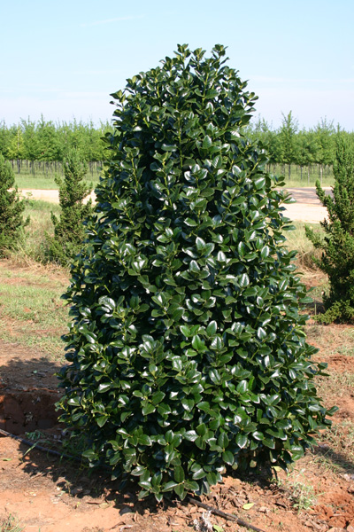 Ilex hybrid 'Conty'