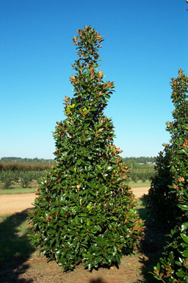 Magnolia grandiflora