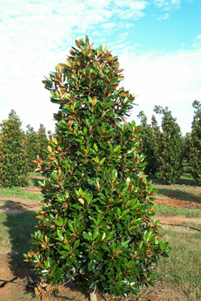 Magnolia grandiflora