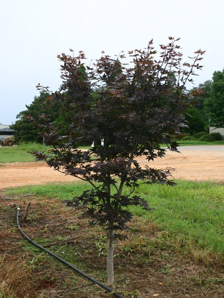 Acer palmatum