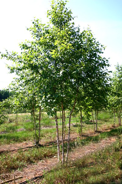 Betula nigra