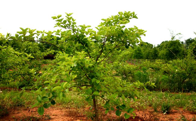 Chionanthus retusus