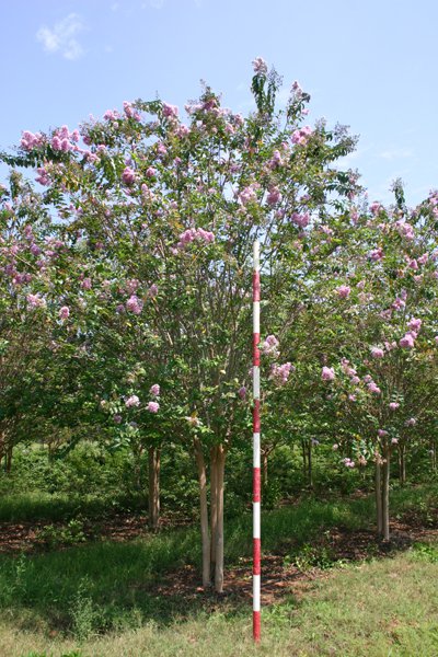 Lagerstroemia x