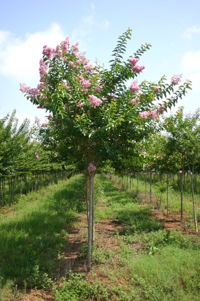 Lagerstroemia x