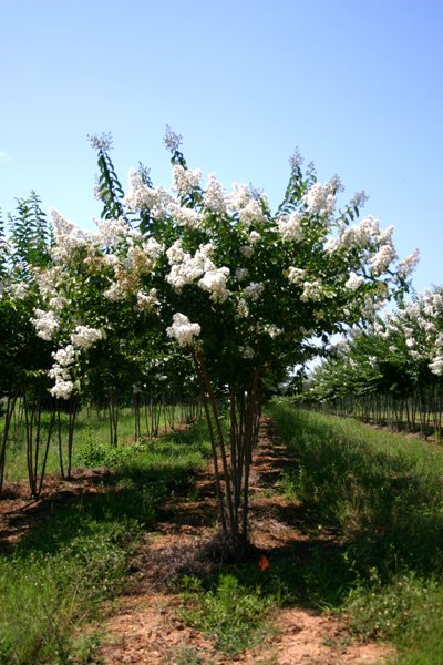 Lagerstroemia x