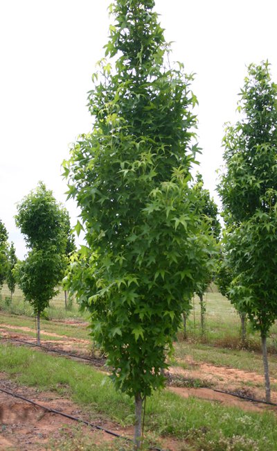 Liquidambar styraciflua