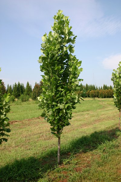 Liriodendron tulipfera