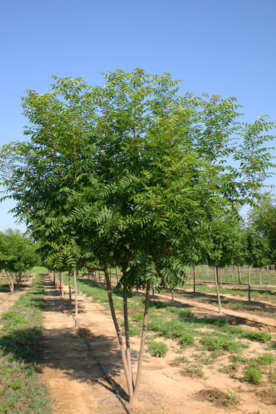 Pistacia chinenis