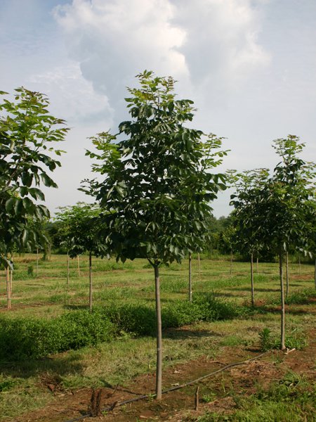 Fraxinus pennsylvanica