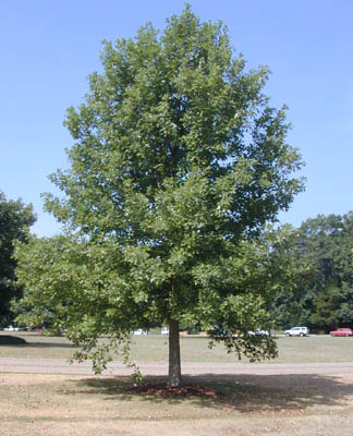 Quercus lyrata