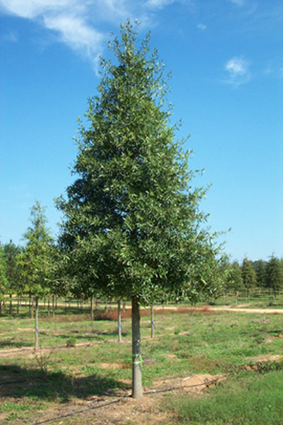 Quercus phellos