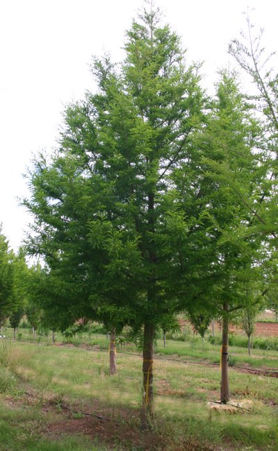 Taxodium distichum