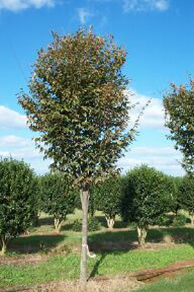 Zelkova serrata