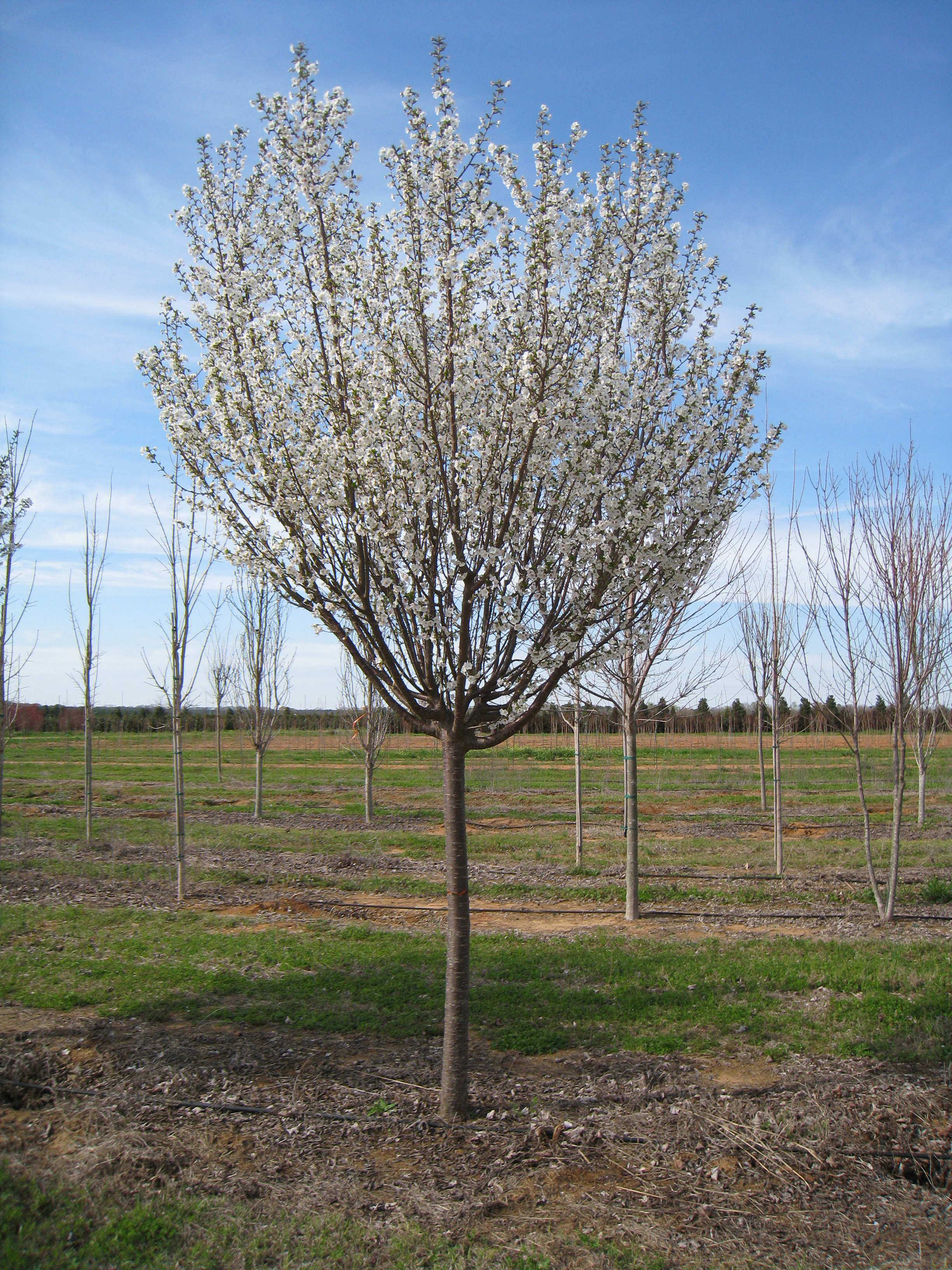 Prunus x yedoenis