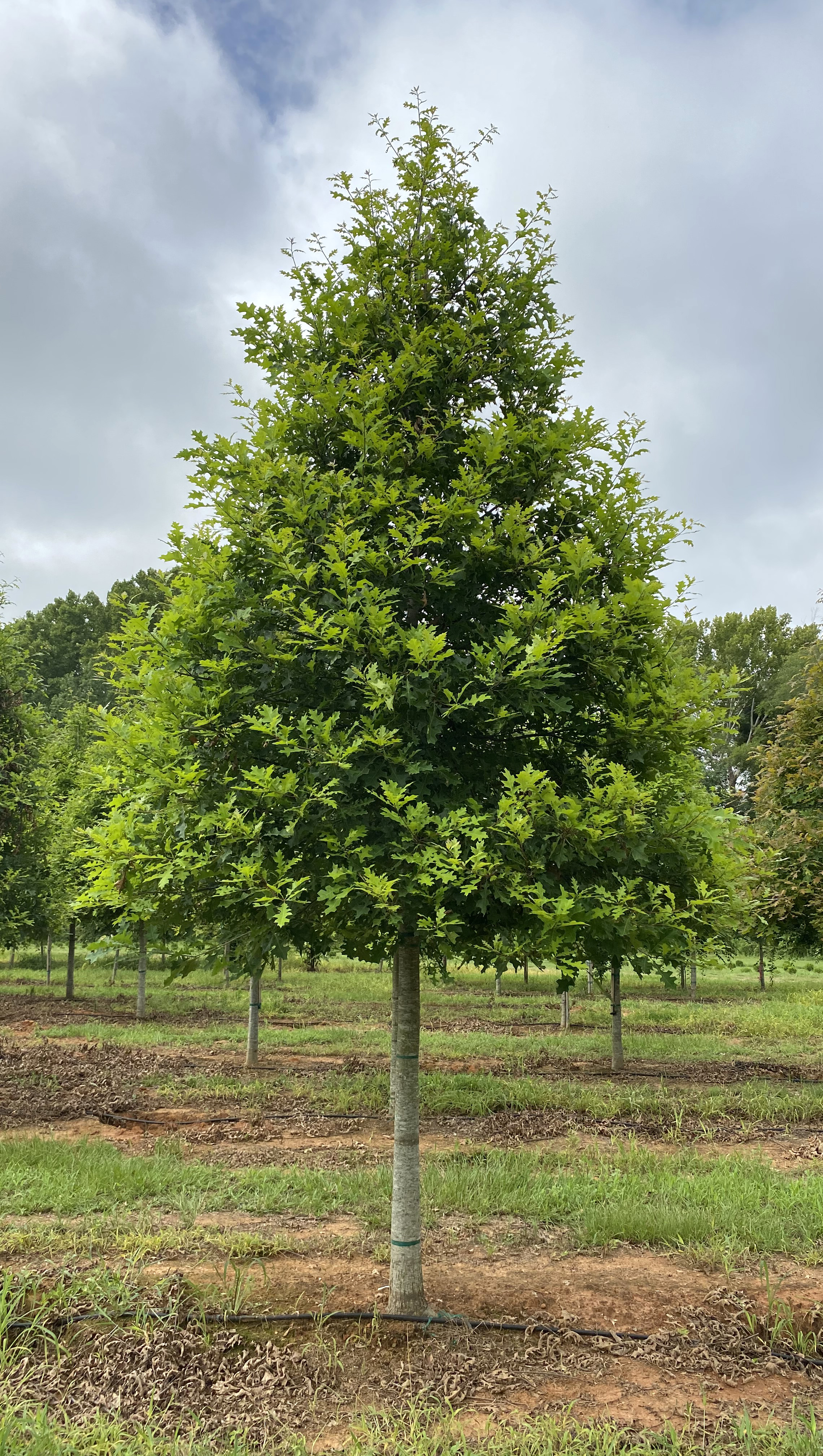 Quercus nuttallii