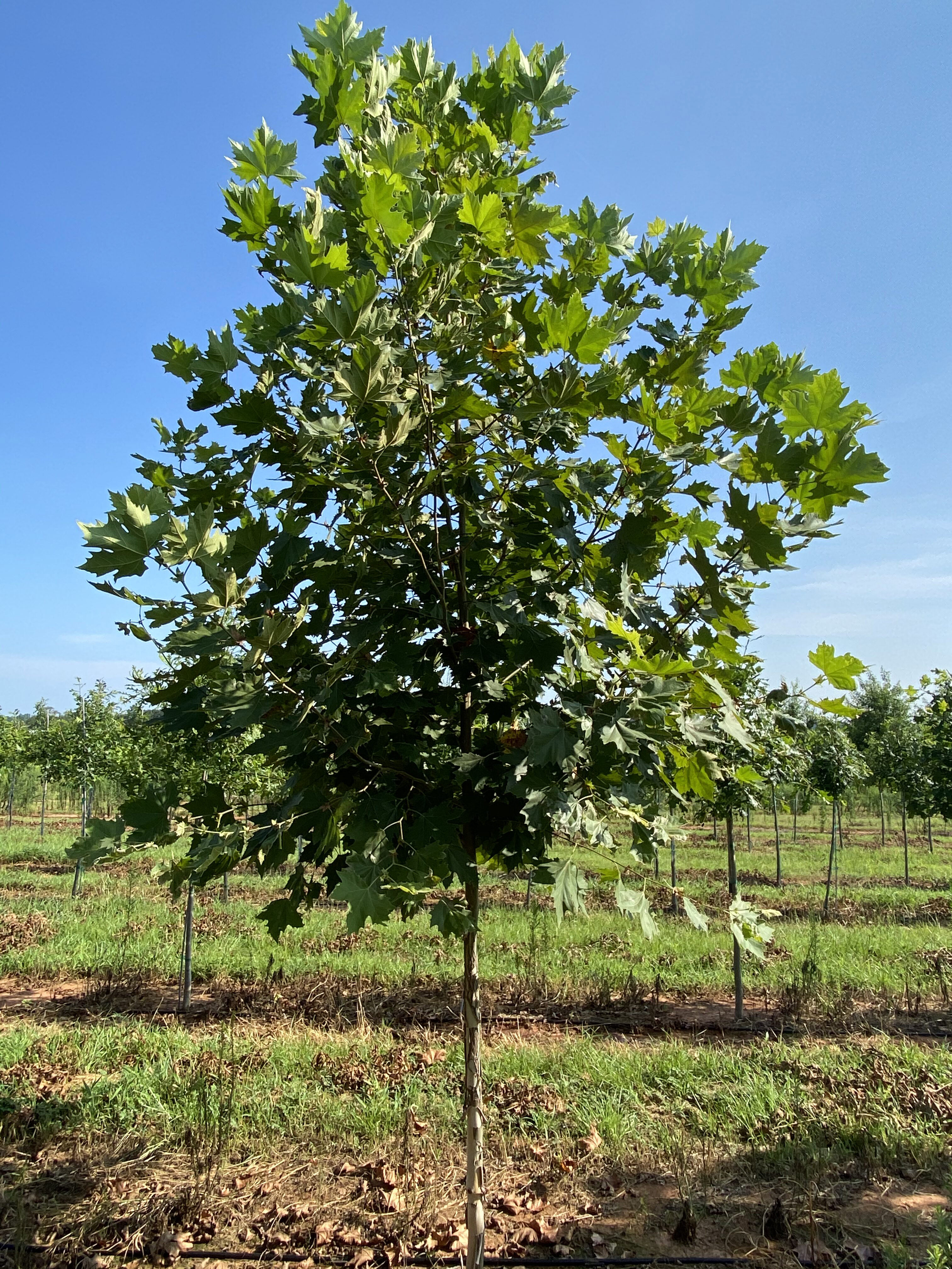 Platanus x acerifolia