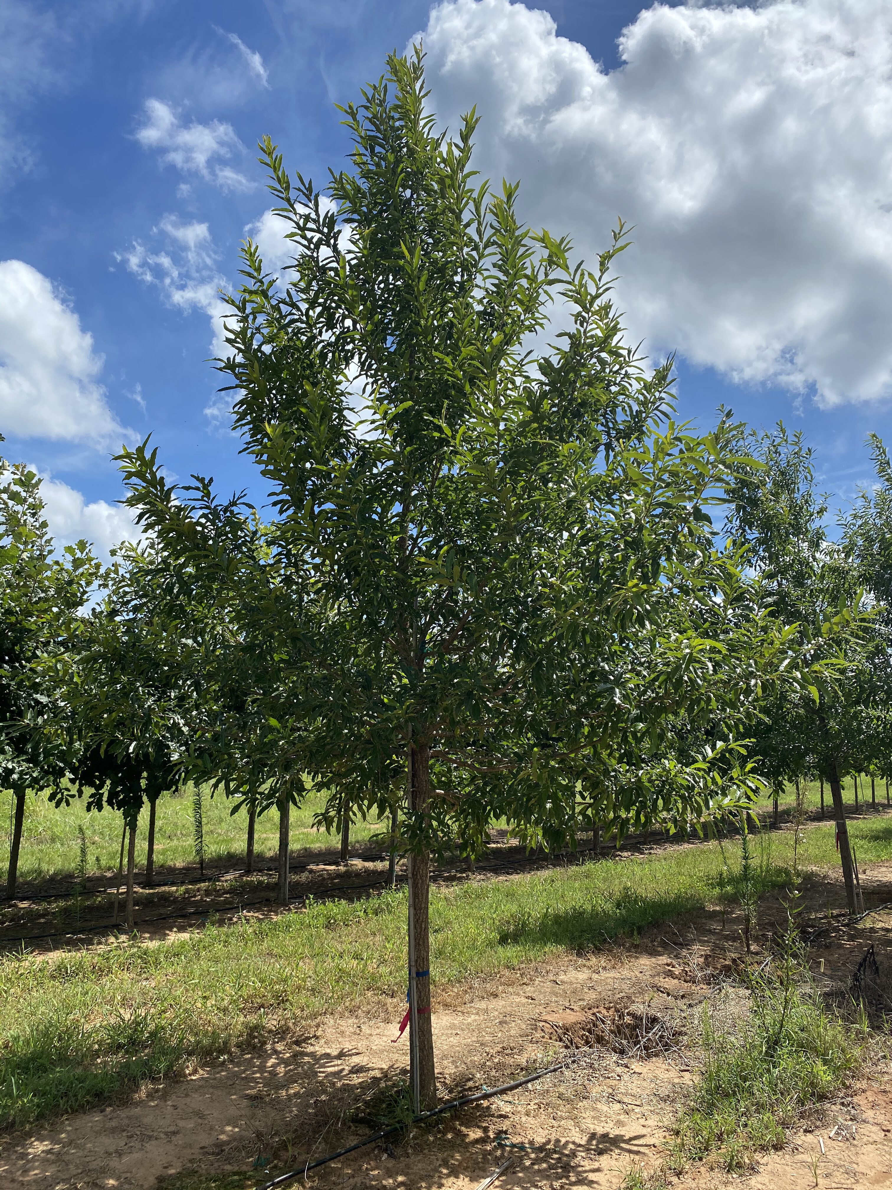 Quercus acutissima