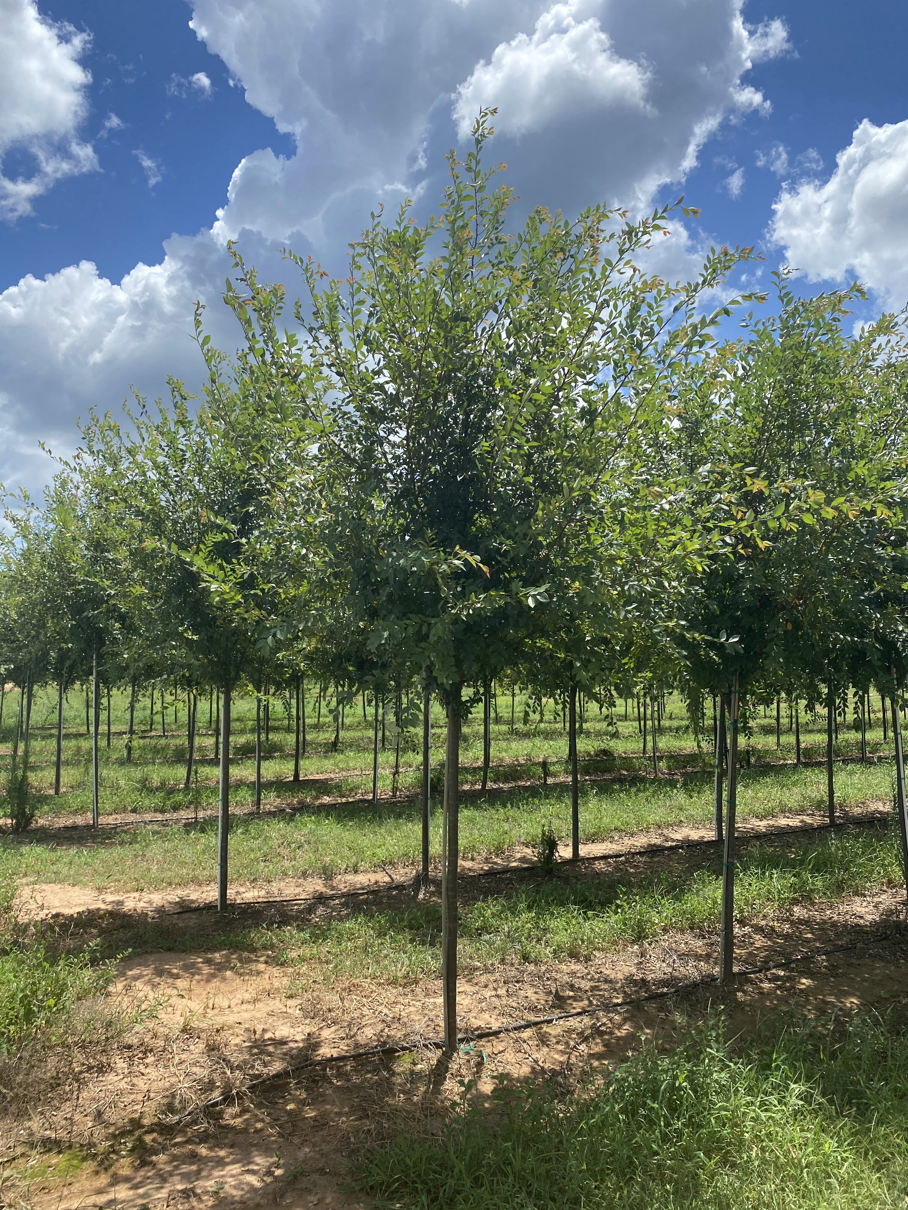 Ulmus chinesis