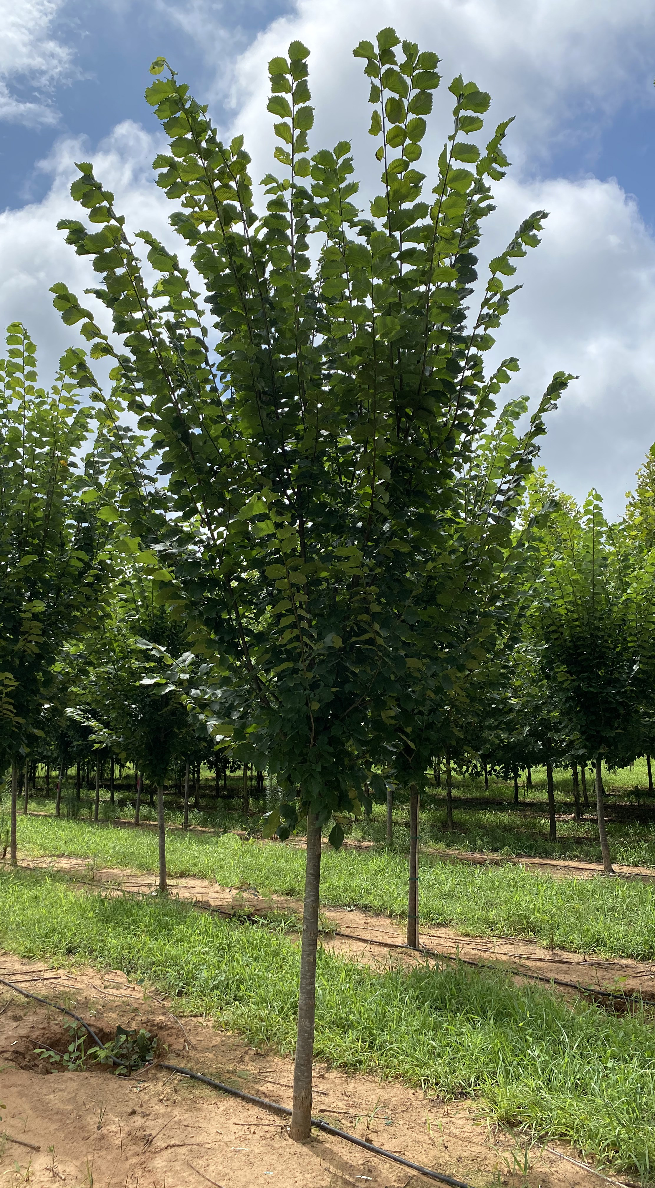 Ulmus americana