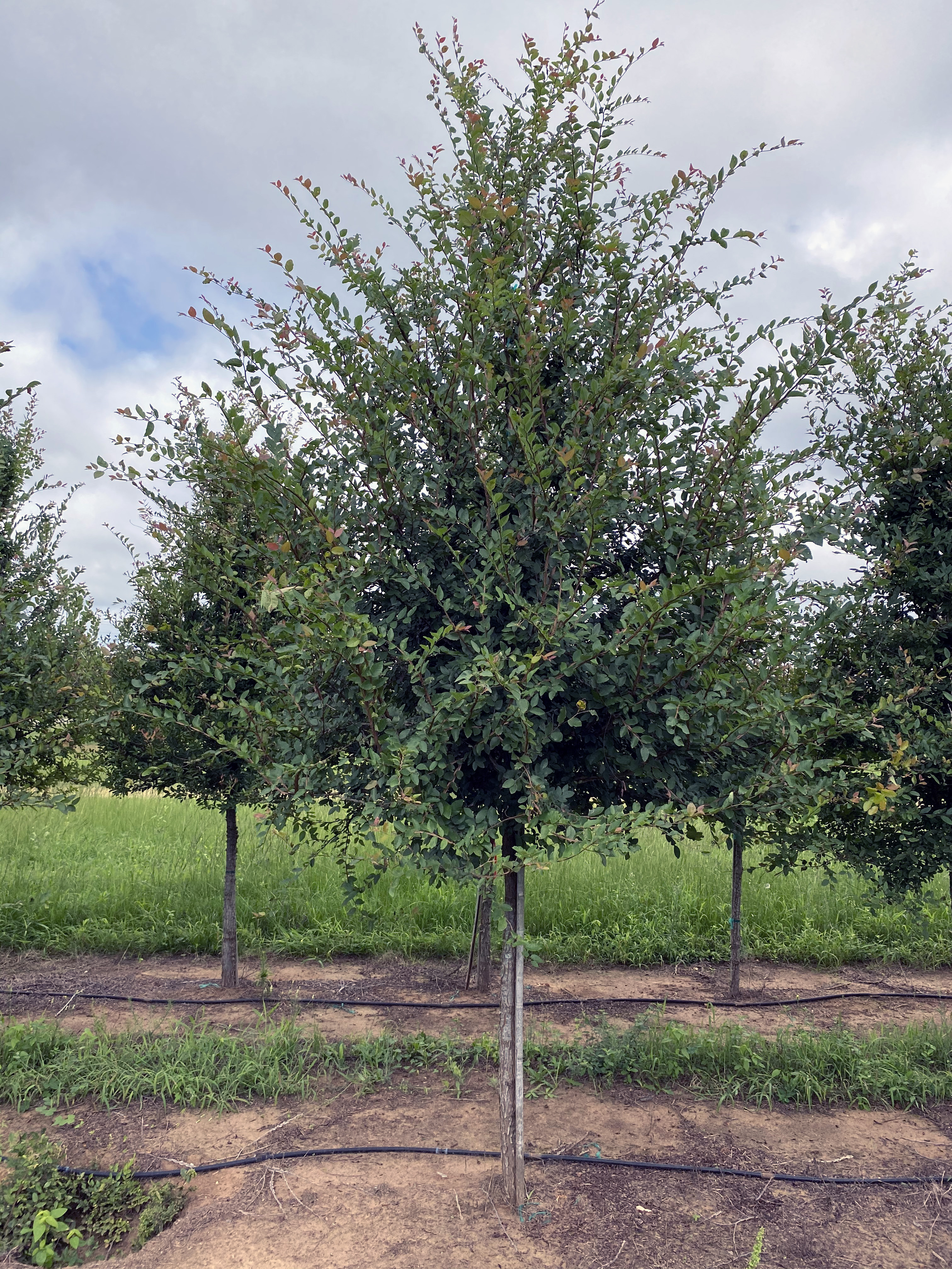 Ulmus crassifolia