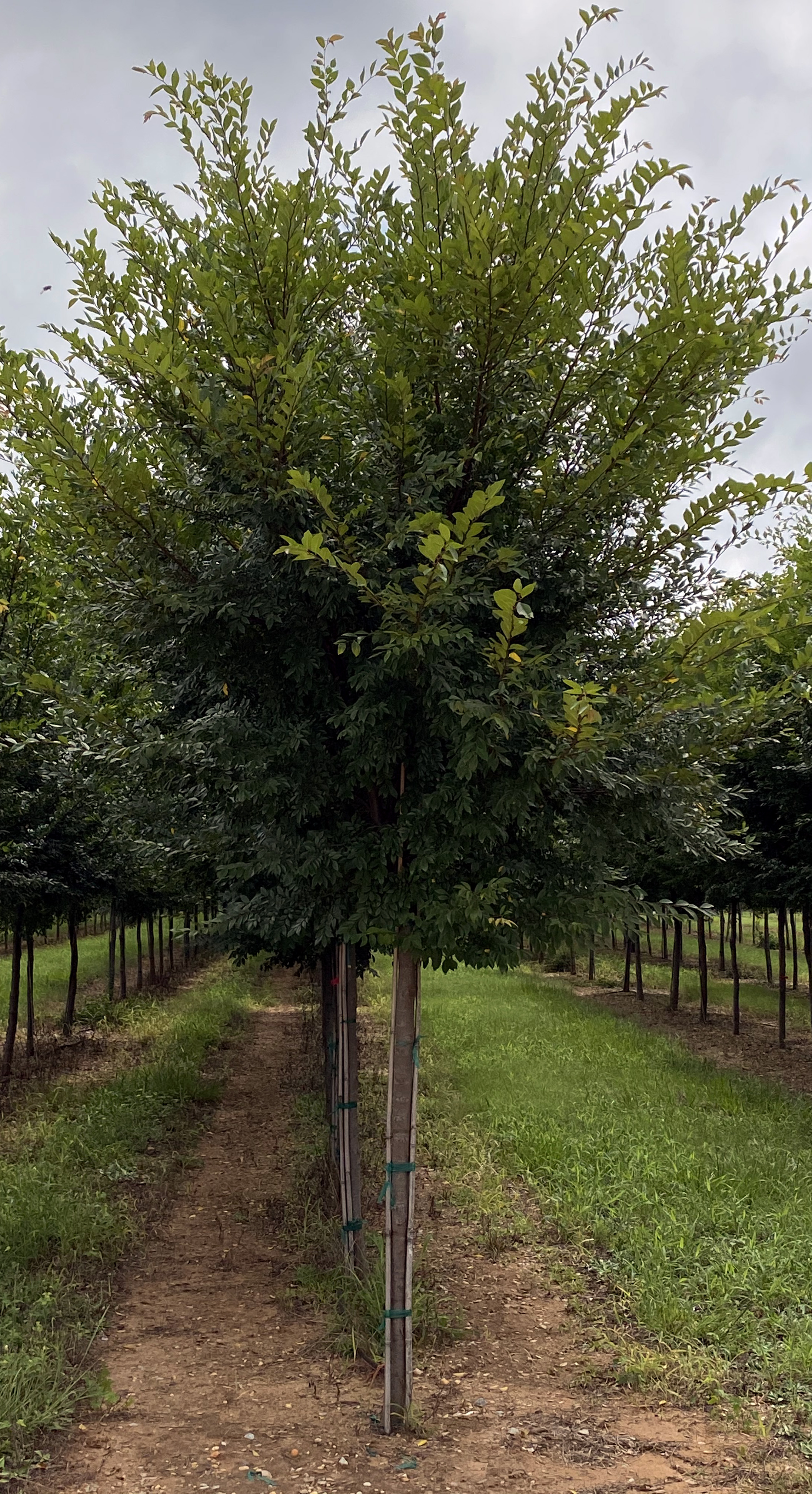 Ulmus parvifolia 'UPMTF'