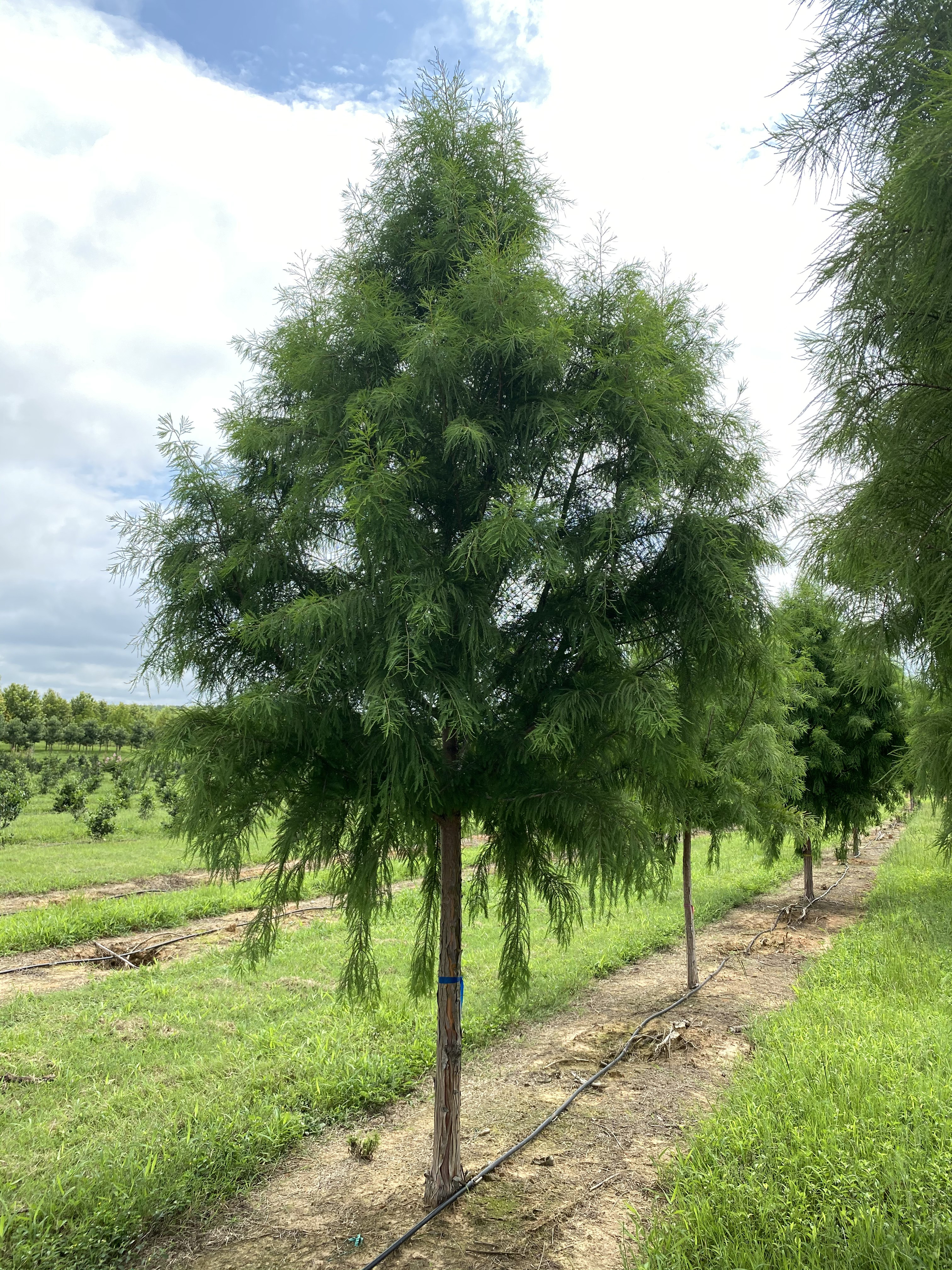 Taxodium distichum