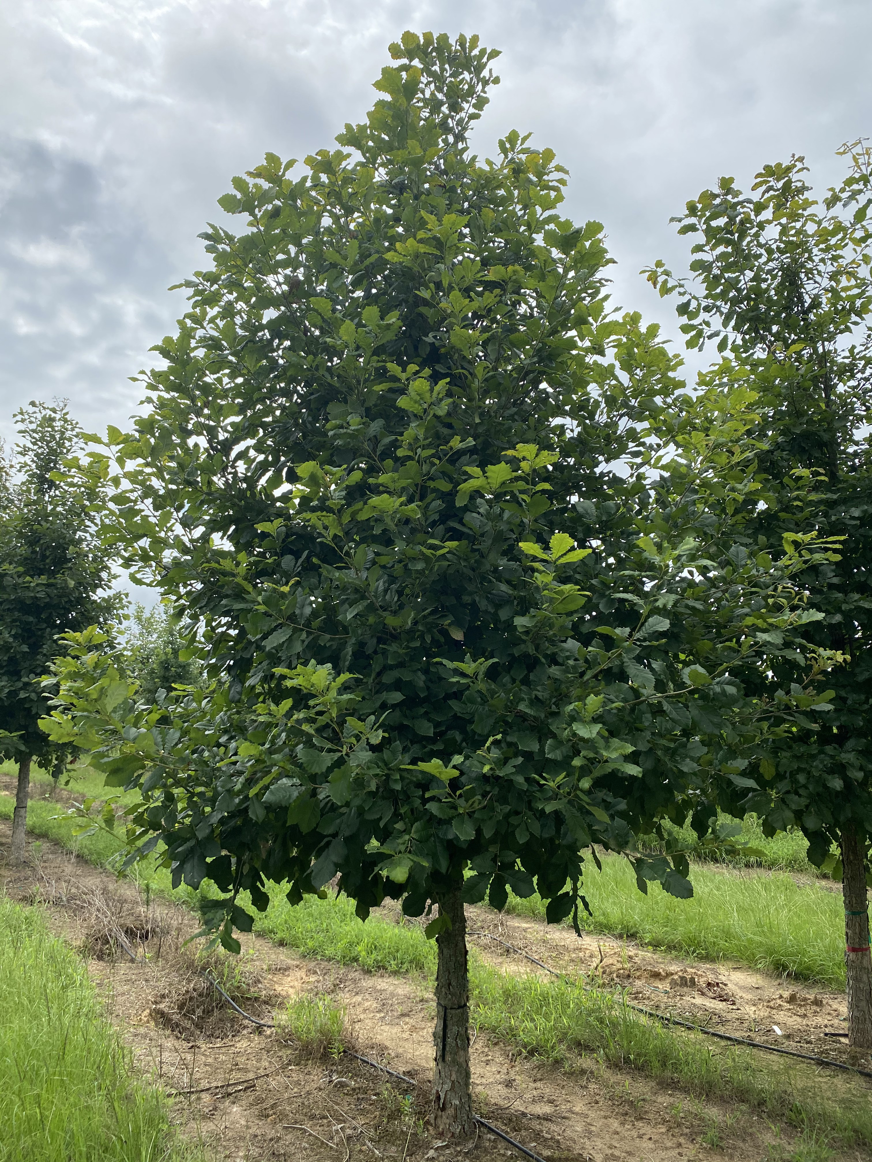 Quercus michauxii