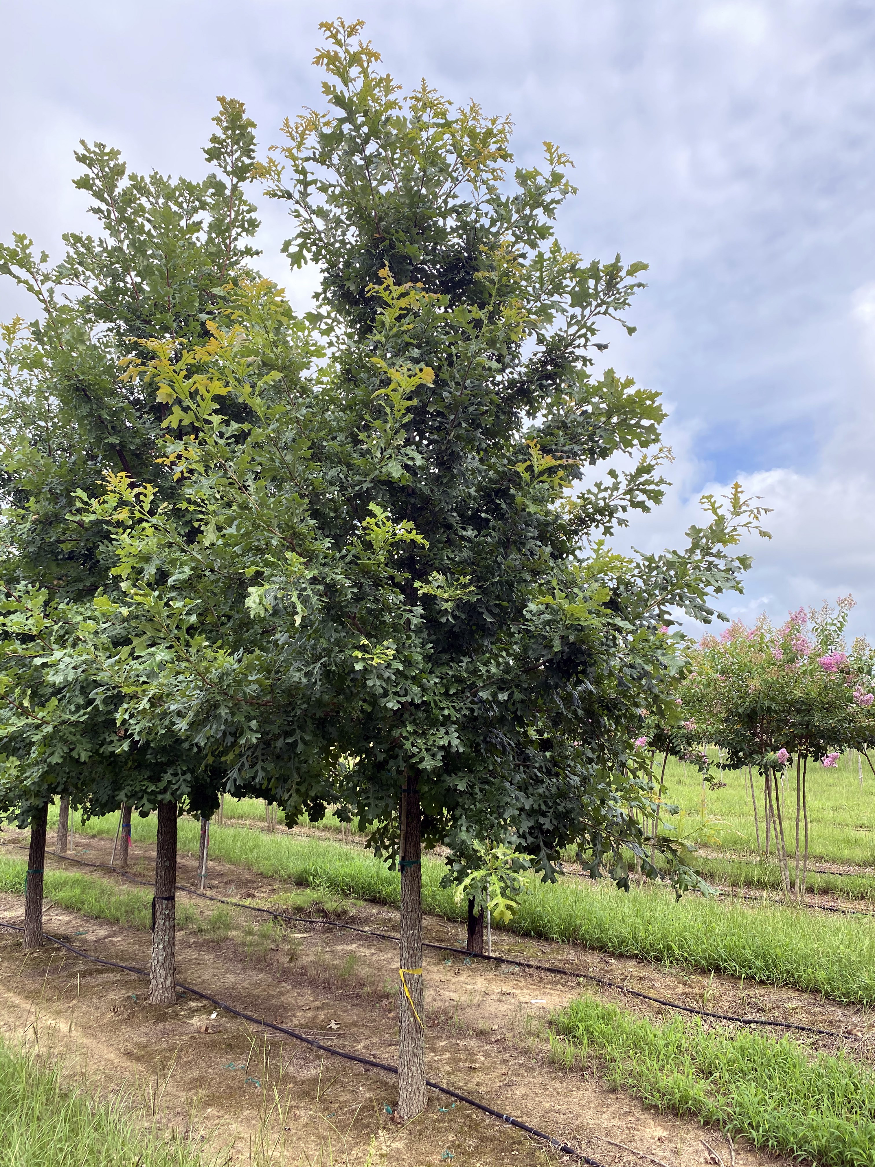 Quercus macrocarpa