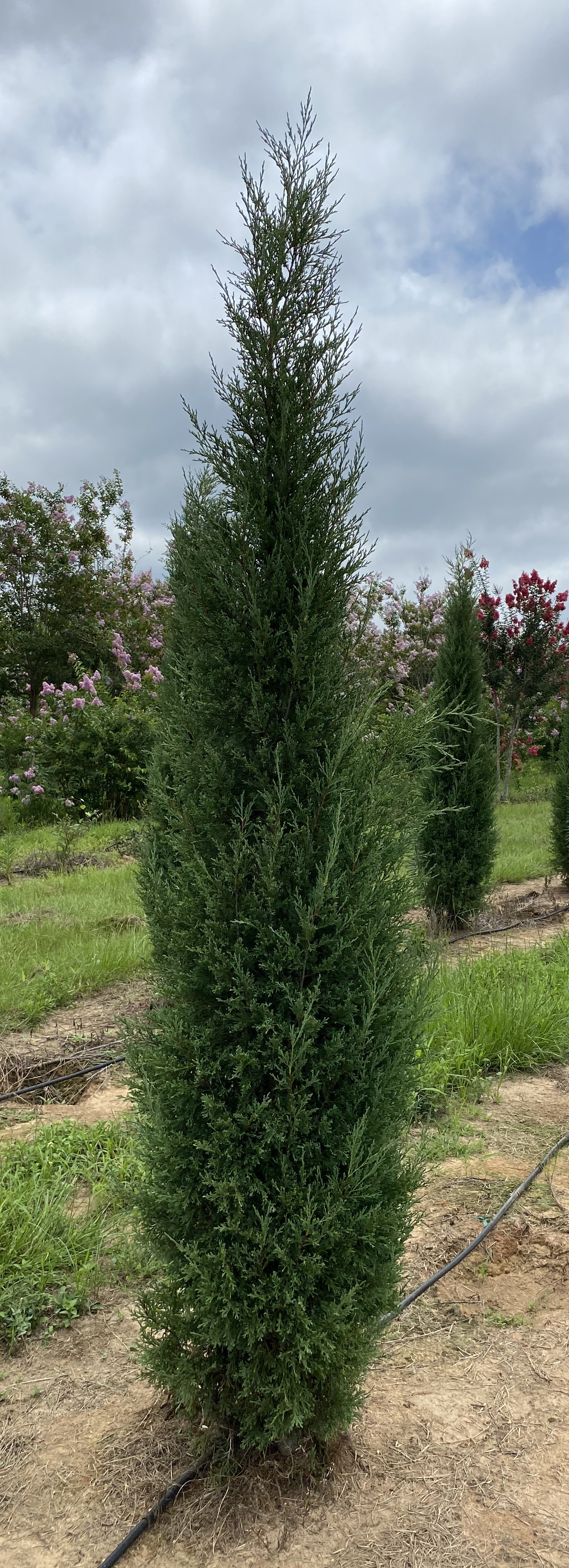 Juniperus virginiana