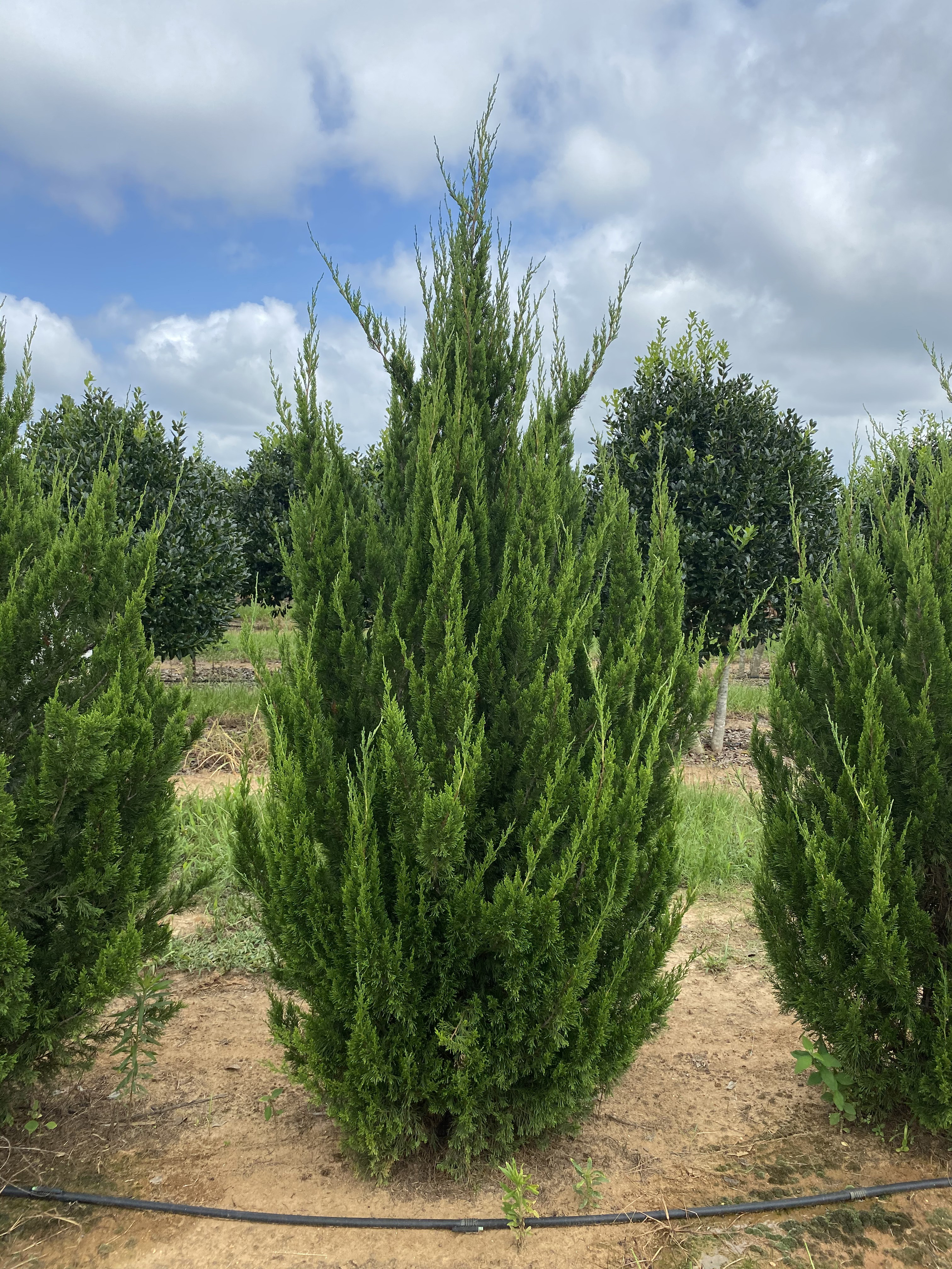 Juniperus virginiana