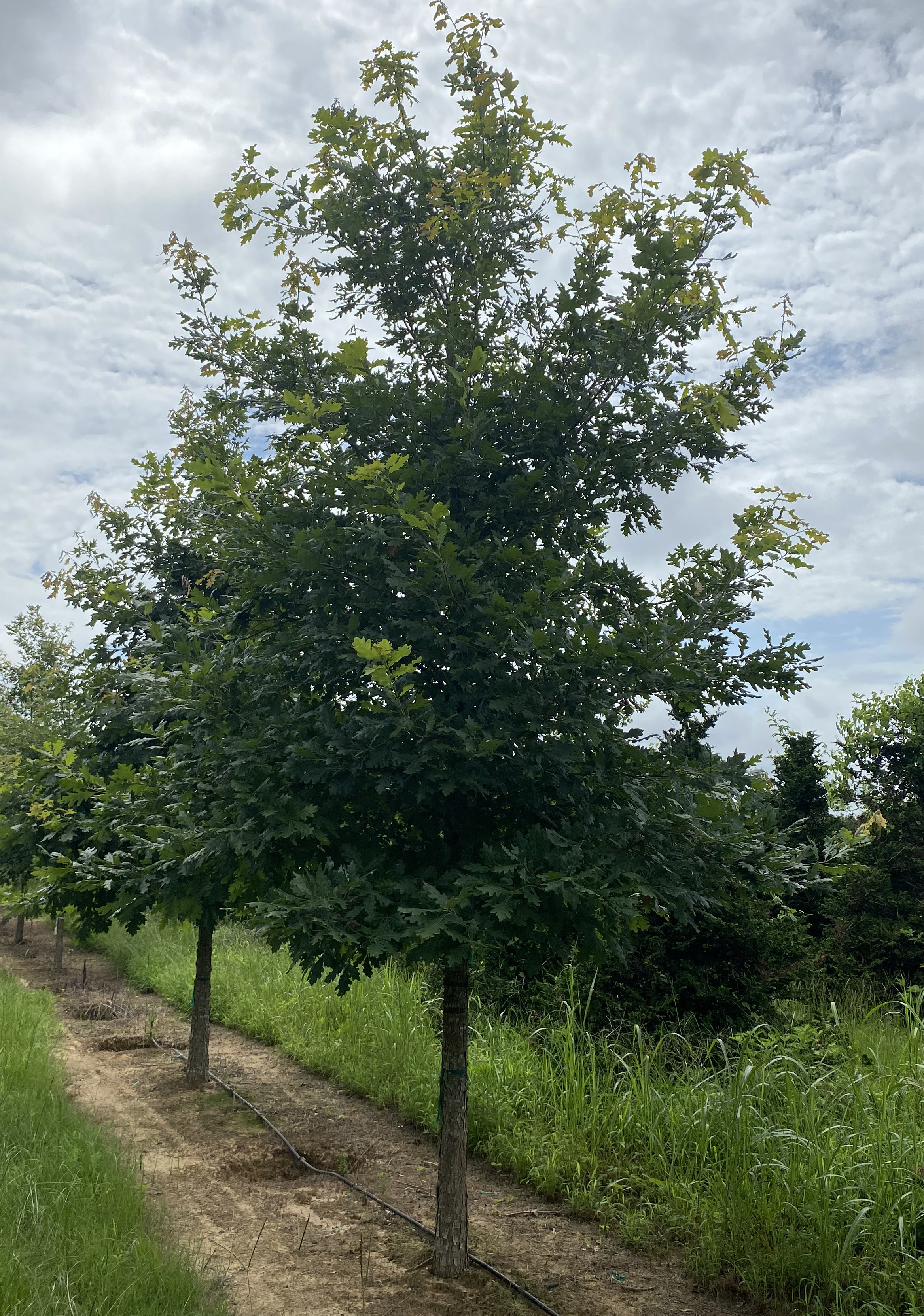 Quercus alba