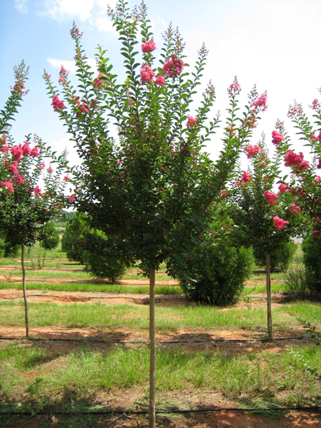 Lagerstroemia x