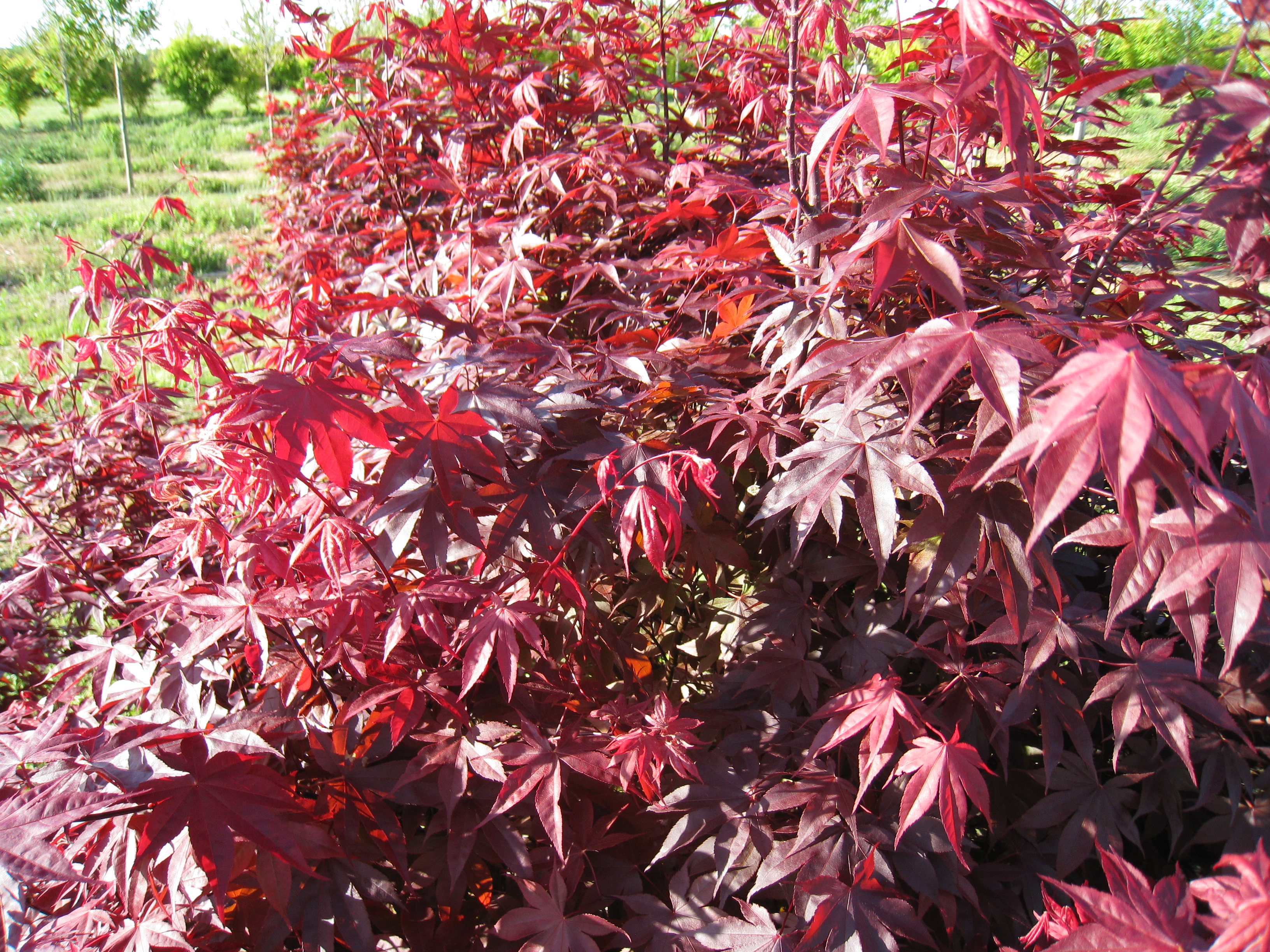 Acer palmatum