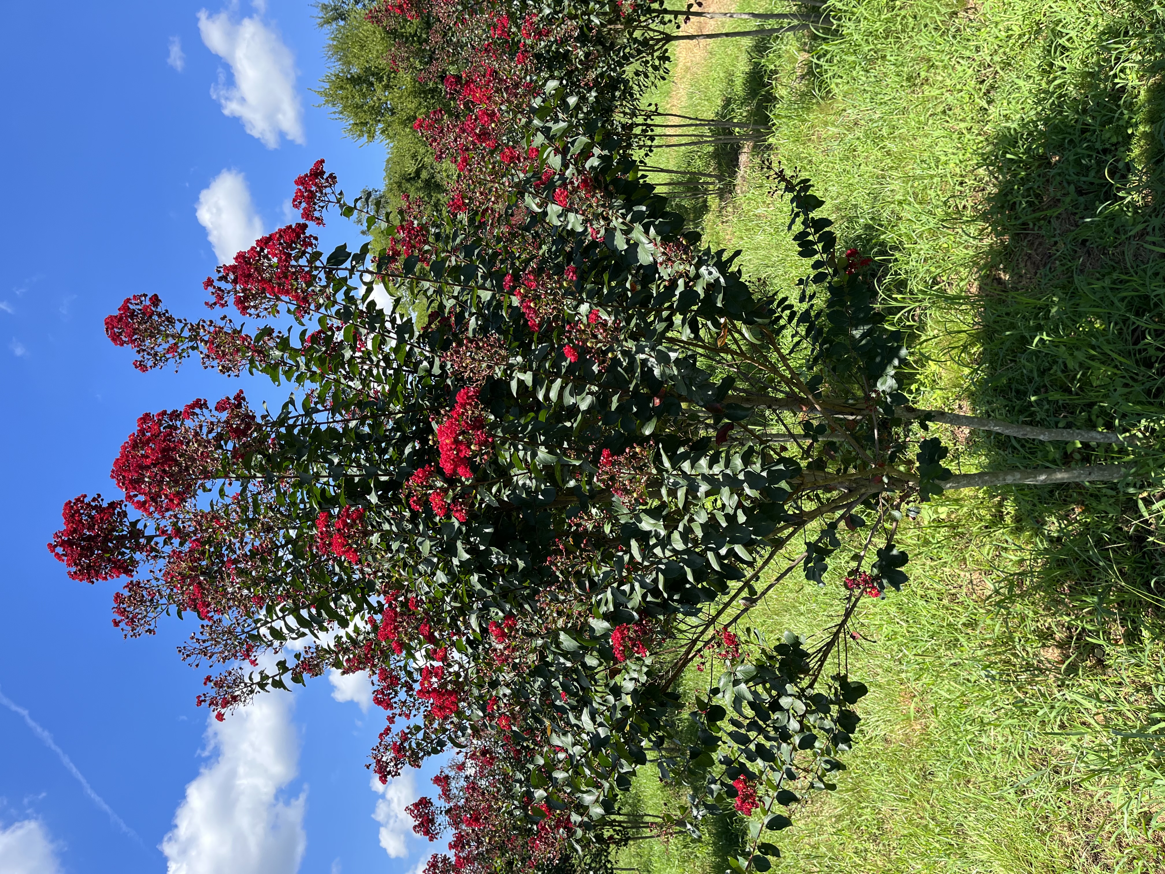 Lagerstroemia x