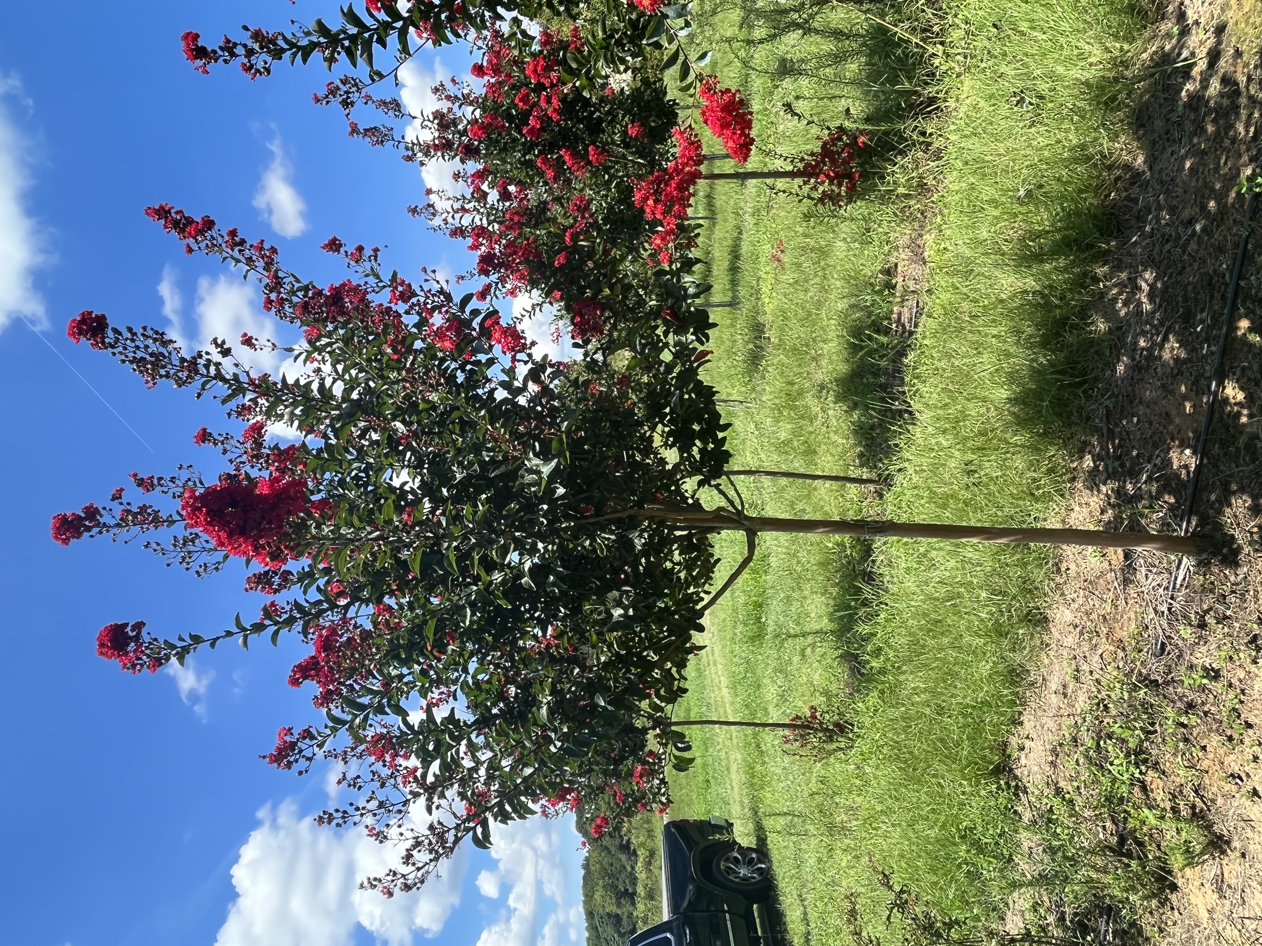 Lagerstroemia indica