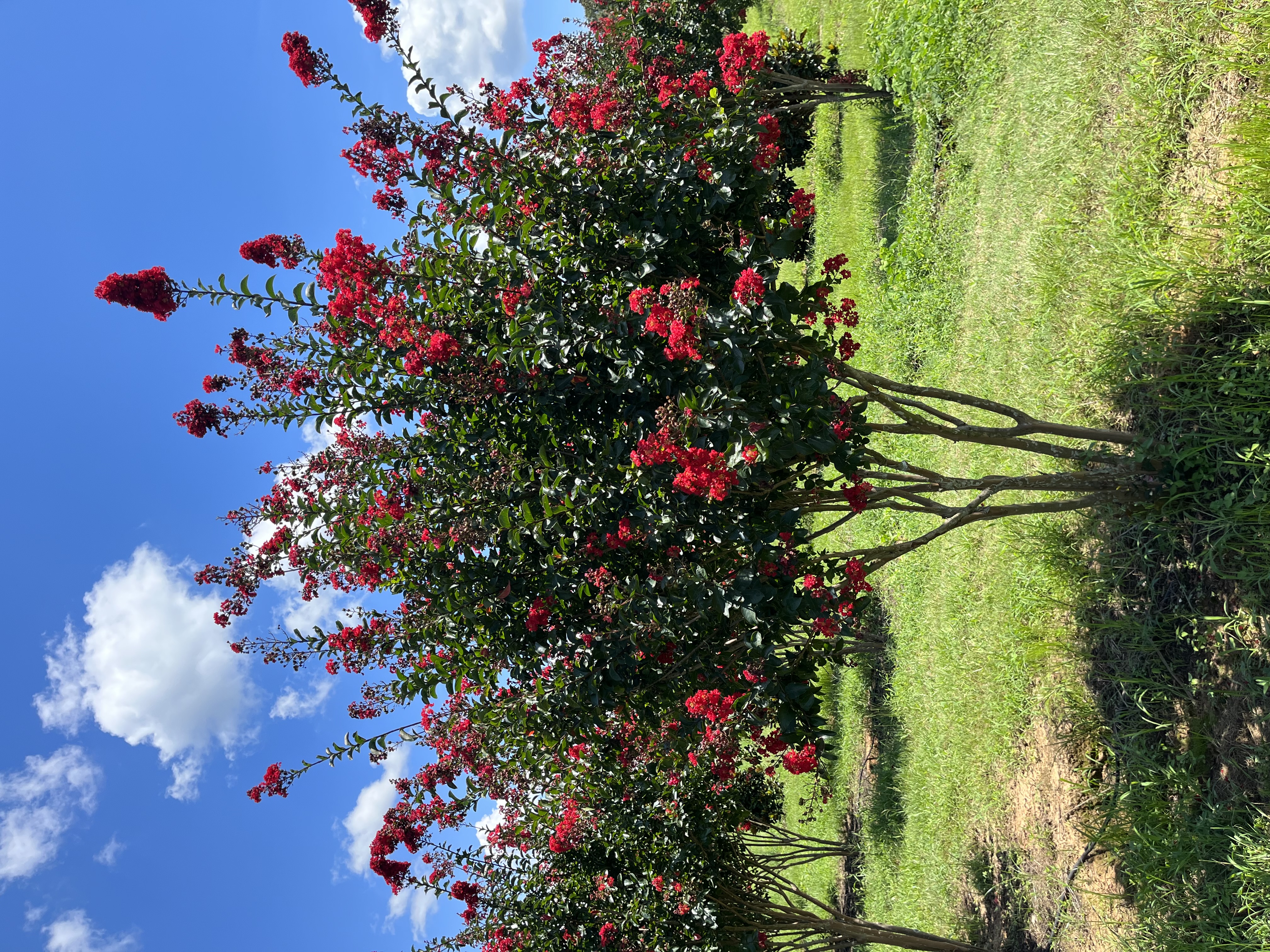 Lagerstroemia indica