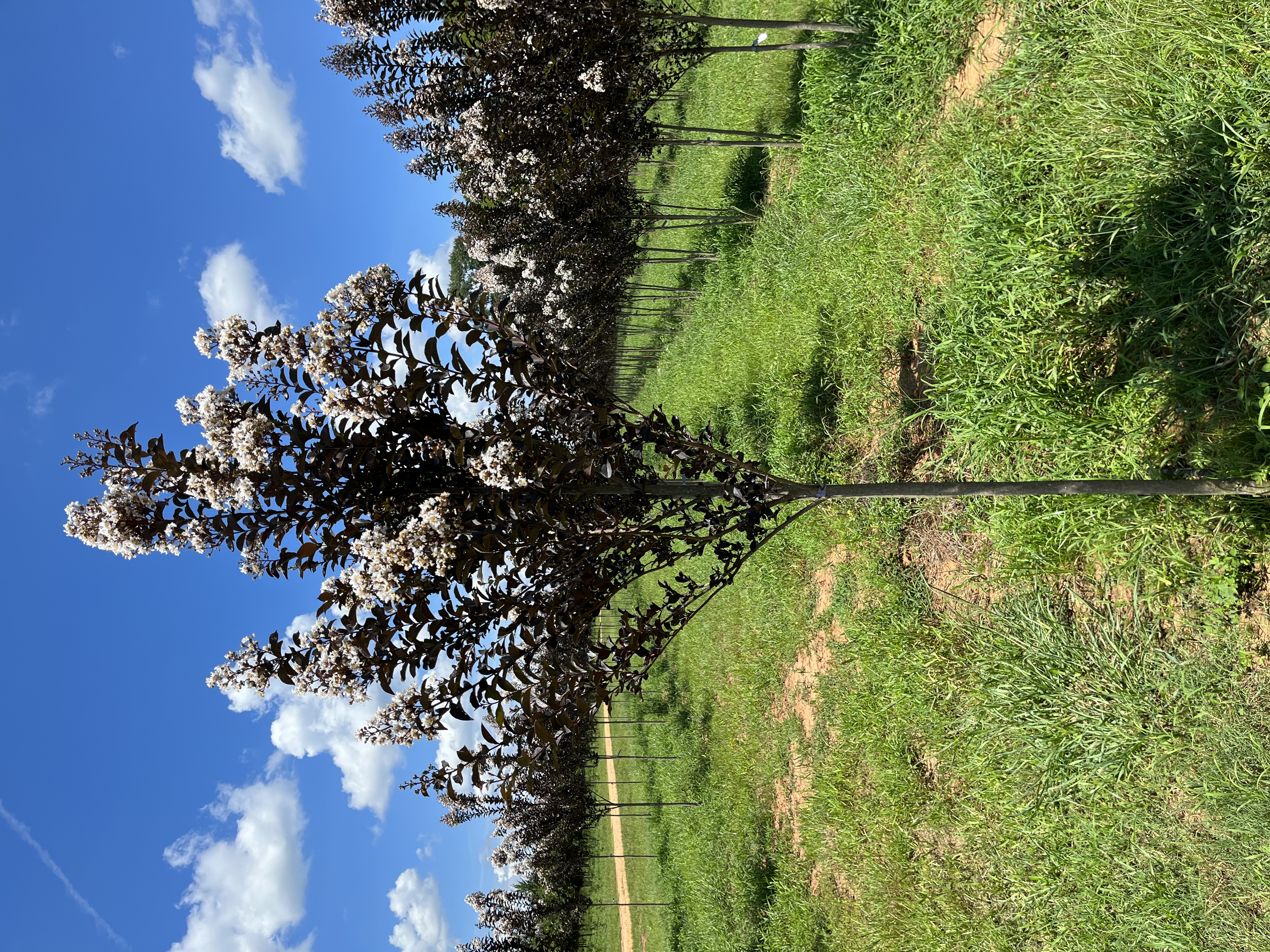 Lagerstroemia x