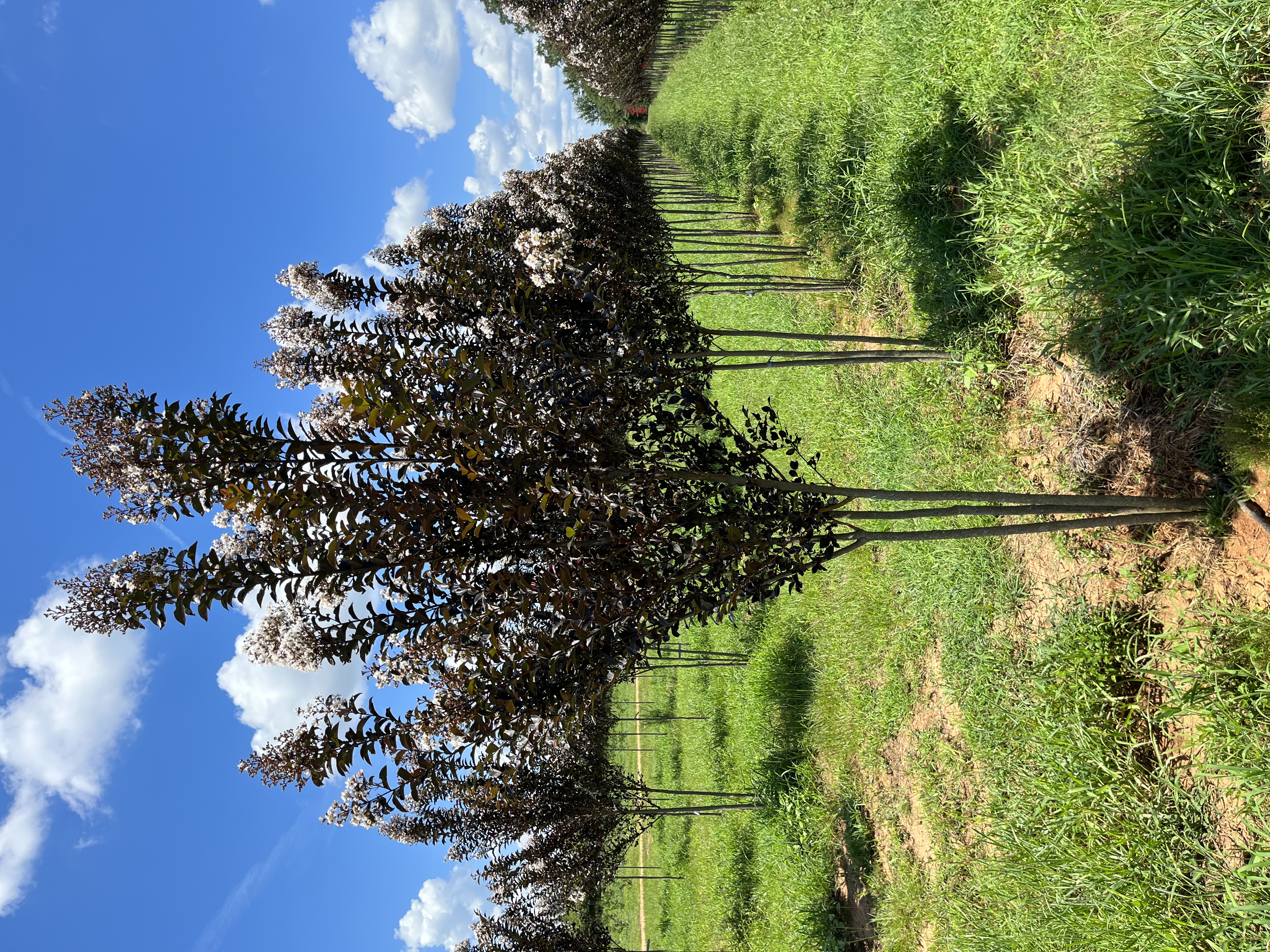 Lagerstroemia x