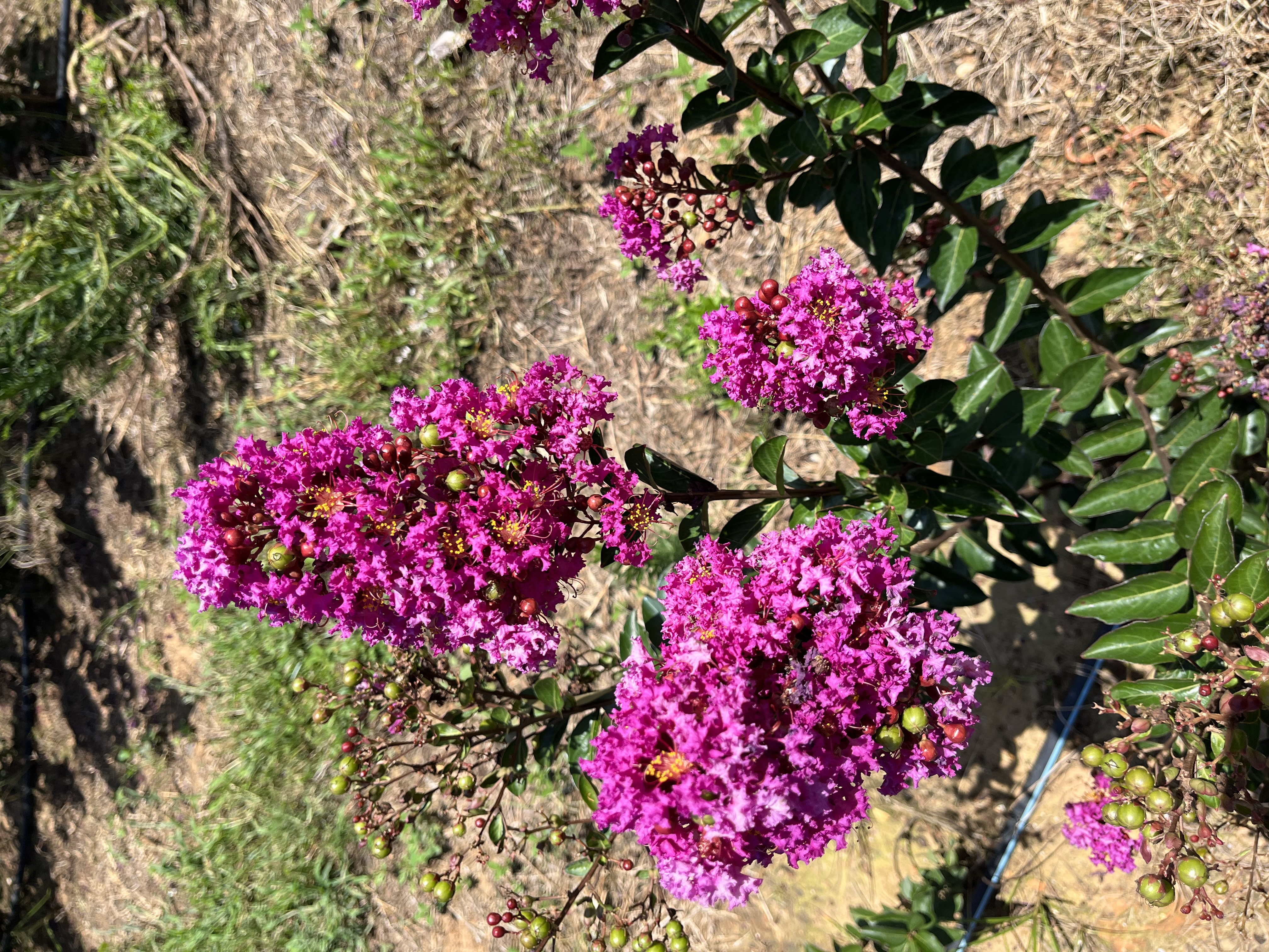 Lagerstroemia indica