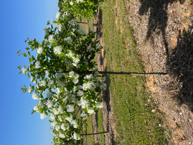 Chionanthus retusus