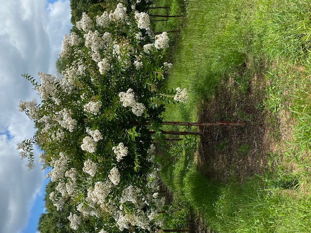 Lagerstroemia x