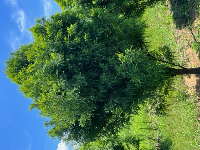 Taxodium distichum